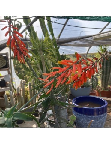 ALOE ciliaris