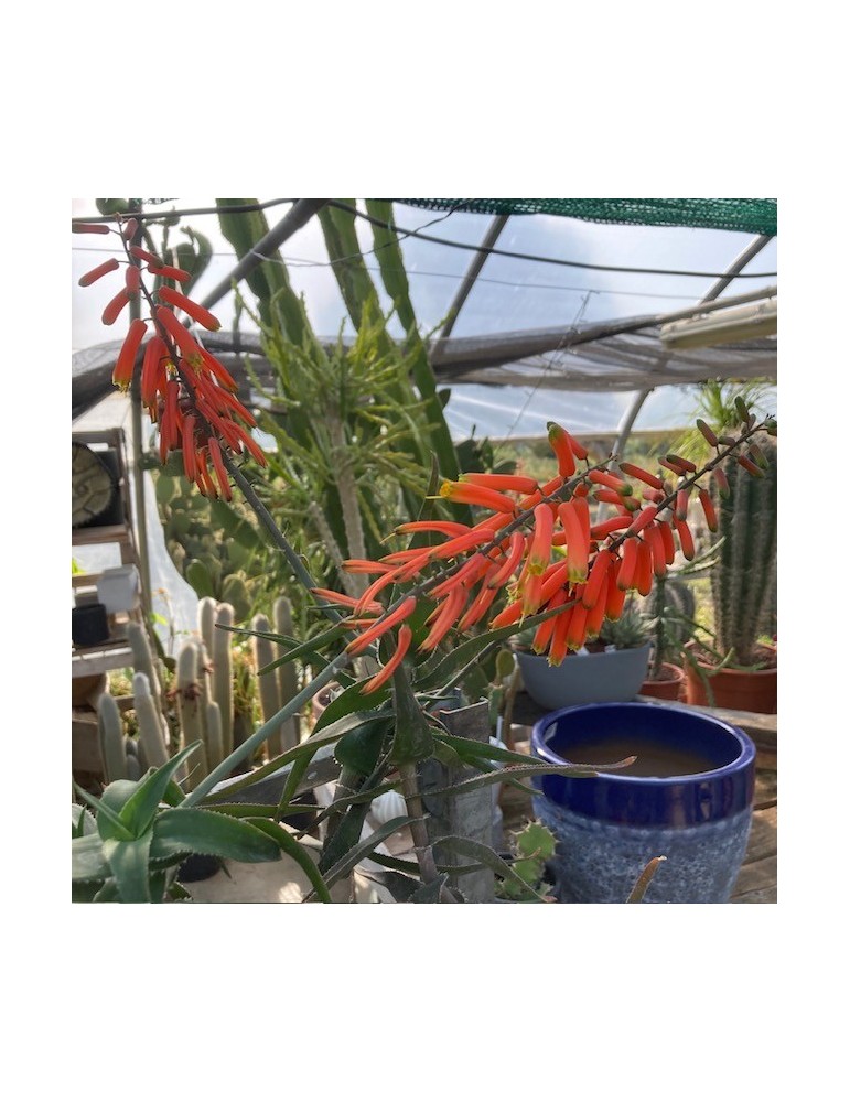 ALOE ciliaris