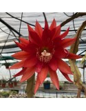 EPICACTUS coopernob