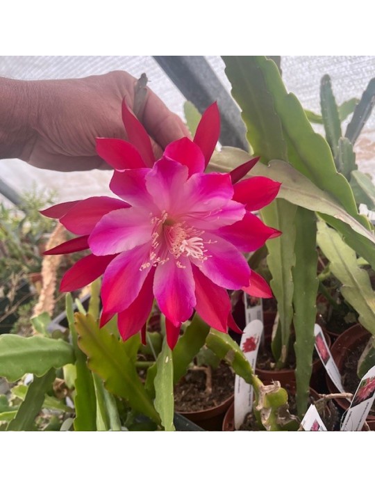 EPICACTUS indian warrior