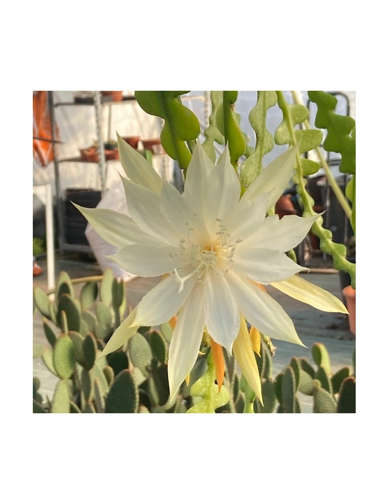 EPIPHYLLUM anguliger