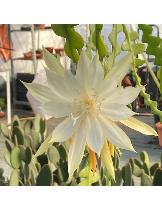 EPIPHYLLUM anguliger