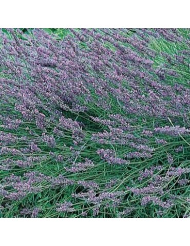 Lavandula intermedia grosso