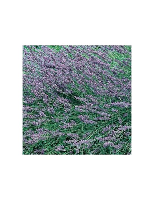 Lavandula intermedia grosso