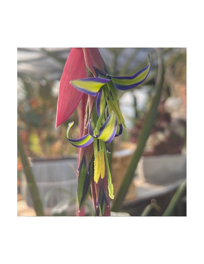 BILLBERGIA nutans