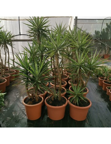 YUCCA elmila v. variegata (jewel)