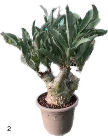 CYPHOSTEMMA juttae 2