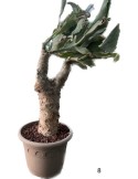 CYPHOSTEMMA juttae