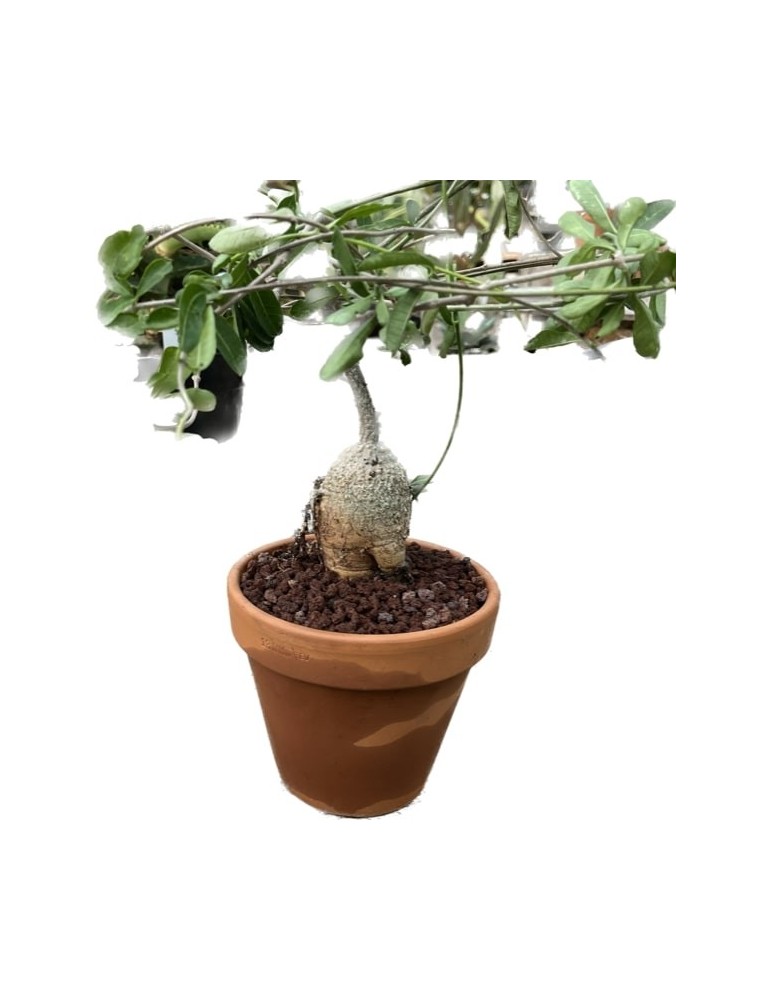 FOCKEA edulis