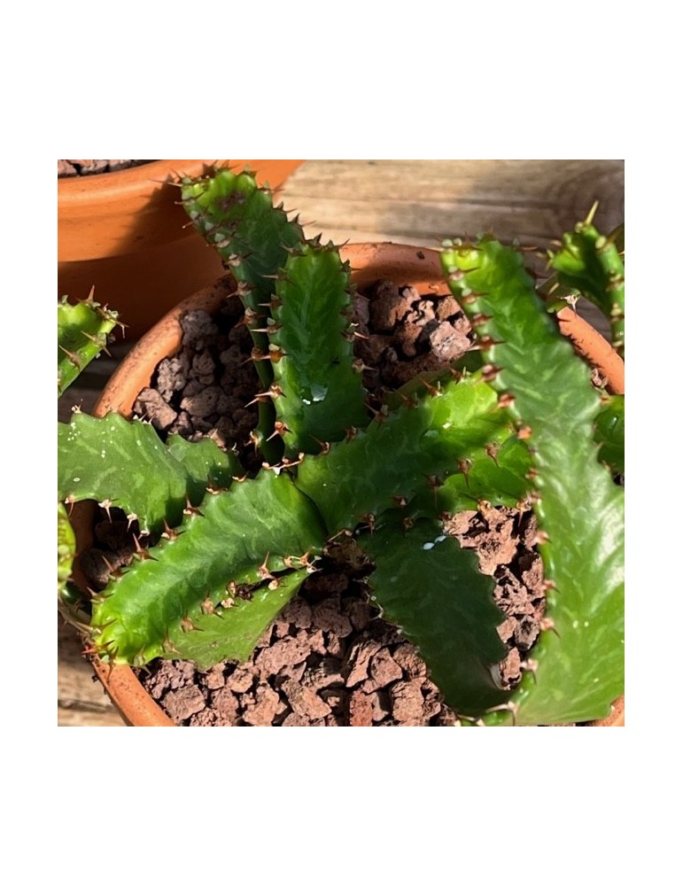 EUPHORBIA stellata