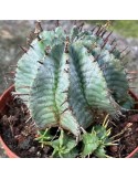 EUPHORBIA horrida cv. snowflake