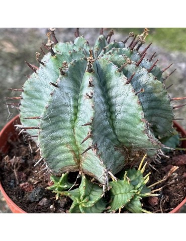 EUPHORBIA horrida cv. snowflake