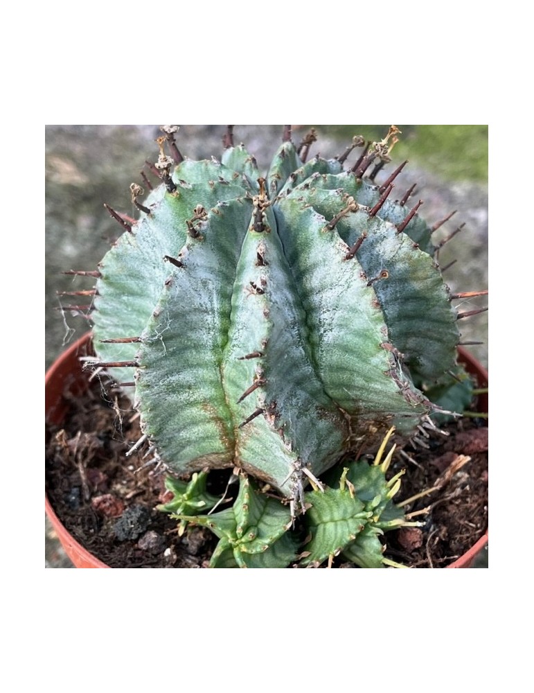 EUPHORBIA horrida cv. snowflake