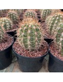 TRICHOCEREUS pasacana