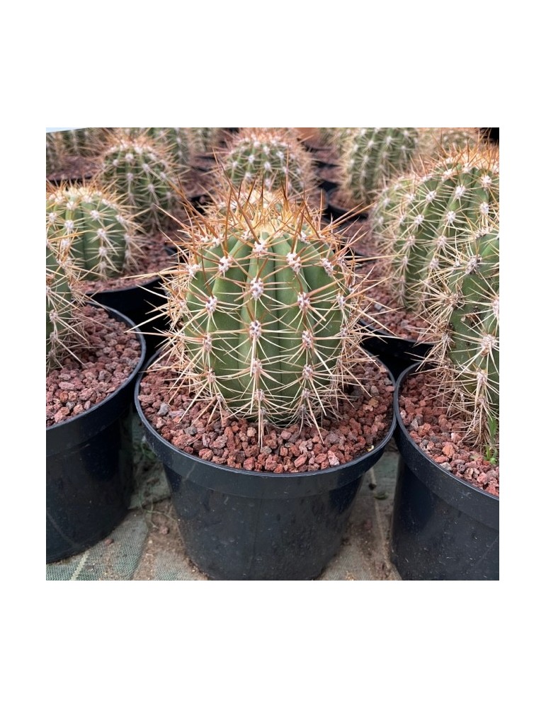 TRICHOCEREUS pasacana