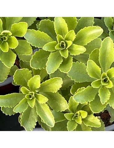 SEDUM takesimense