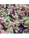 SEDUM spurium