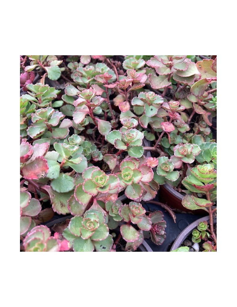 SEDUM spurium