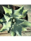 AGAVE potatorum v. verschaffeltii