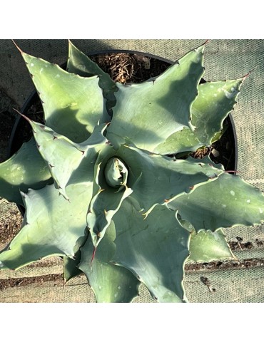 AGAVE potatorum v. verschaffeltii