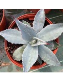 AGAVE applanata