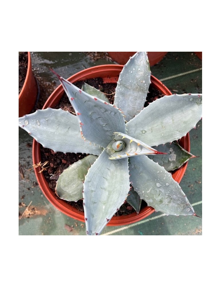 AGAVE applanata