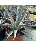 AGAVE kerchovei