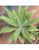 AGAVE attenuata