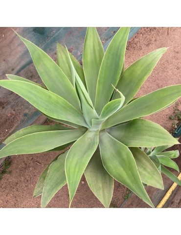 AGAVE attenuata