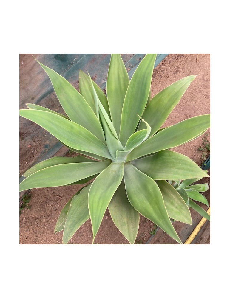 AGAVE attenuata