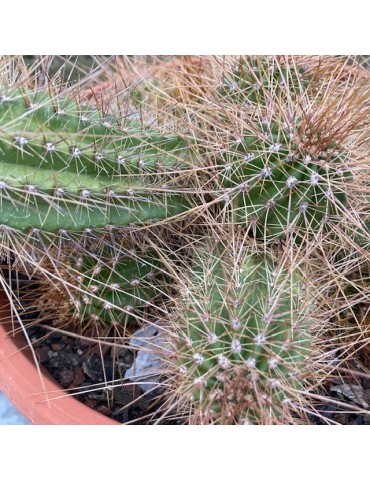 TRICHOCEREUS huacha