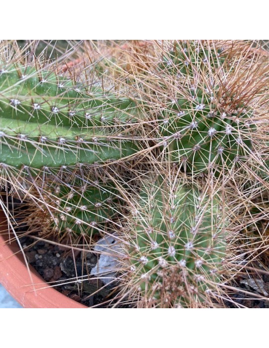 TRICHOCEREUS huascha