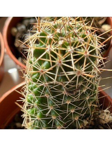 ECHINOCEREUS fendleri v. rectispinus