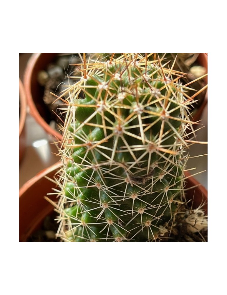 ECHINOCEREUS fendleri v. rectispinus