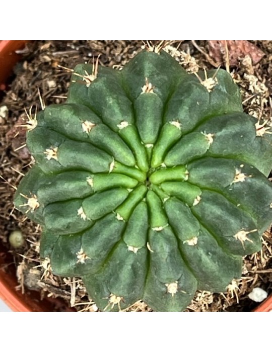 LOBIVIA backebergii R456 