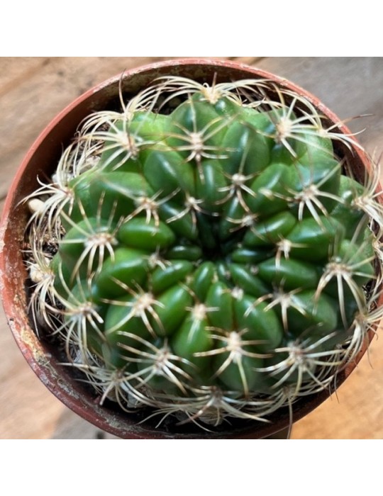 LOBIVIA draxleriana HS50 LOBIVIA draxleriana HS50