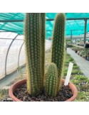 WEBERBAUEROCEREUS johnsonii