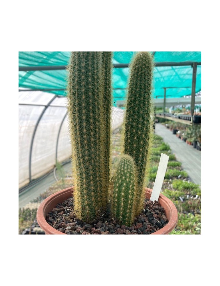 WEBERBAUEROCEREUS johnsonii