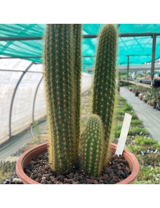 WEBERBAUEROCEREUS johnsonii