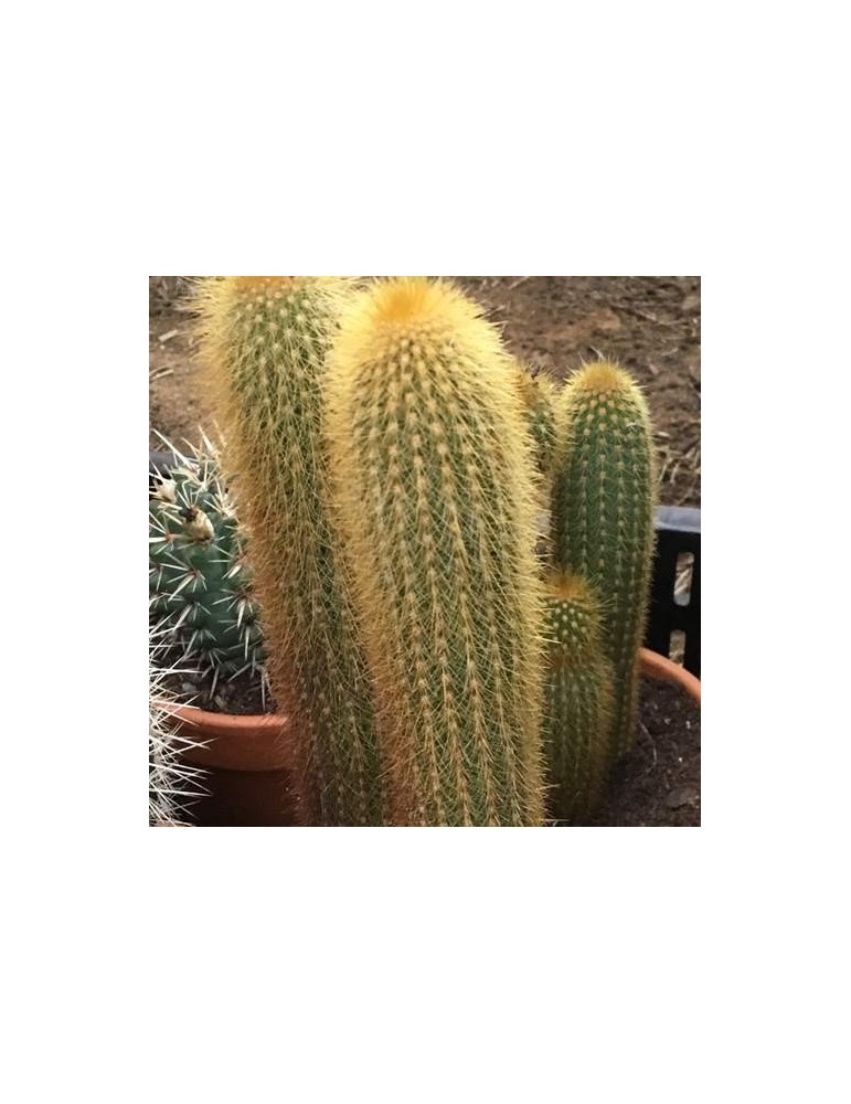 WEBERBAUEROCEREUS johnsonii