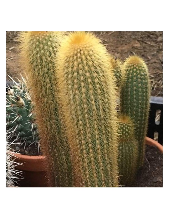 WEBERBAUEROCEREUS johnsonii