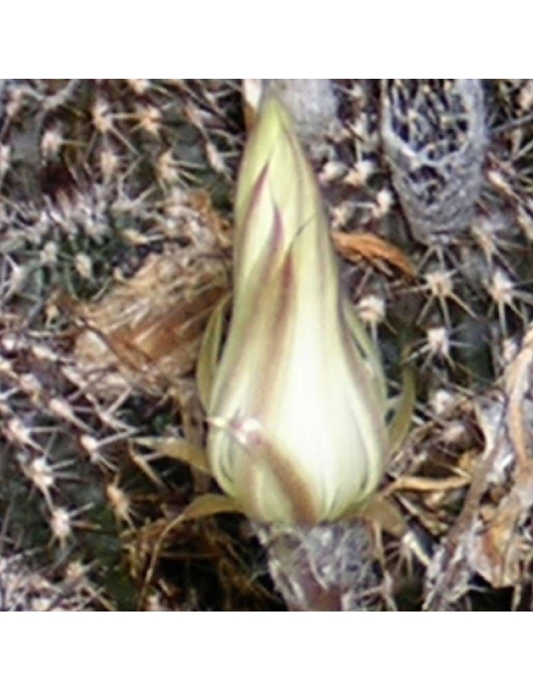 SETIECHINOPSIS mirabilis