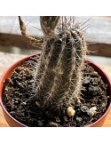 SETIECHINOPSIS mirabilis