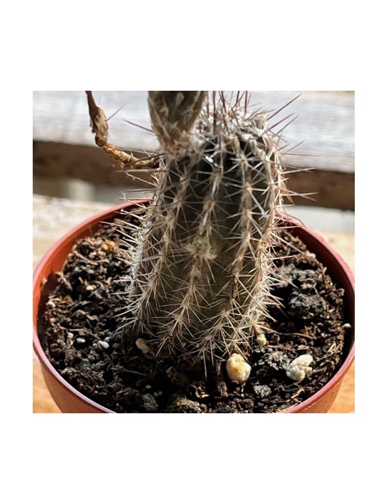 SETIECHINOPSIS mirabilis