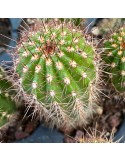 TRICHOCEREUS vatteri hybride