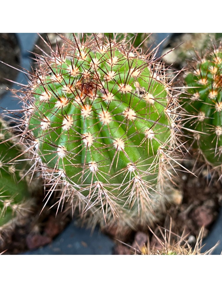 TRICHOCEREUS vatteri hybride