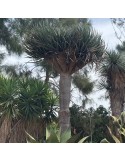 DRACAENA draco