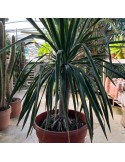 DRACAENA draco