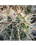 ECHINOCEREUS stramineus