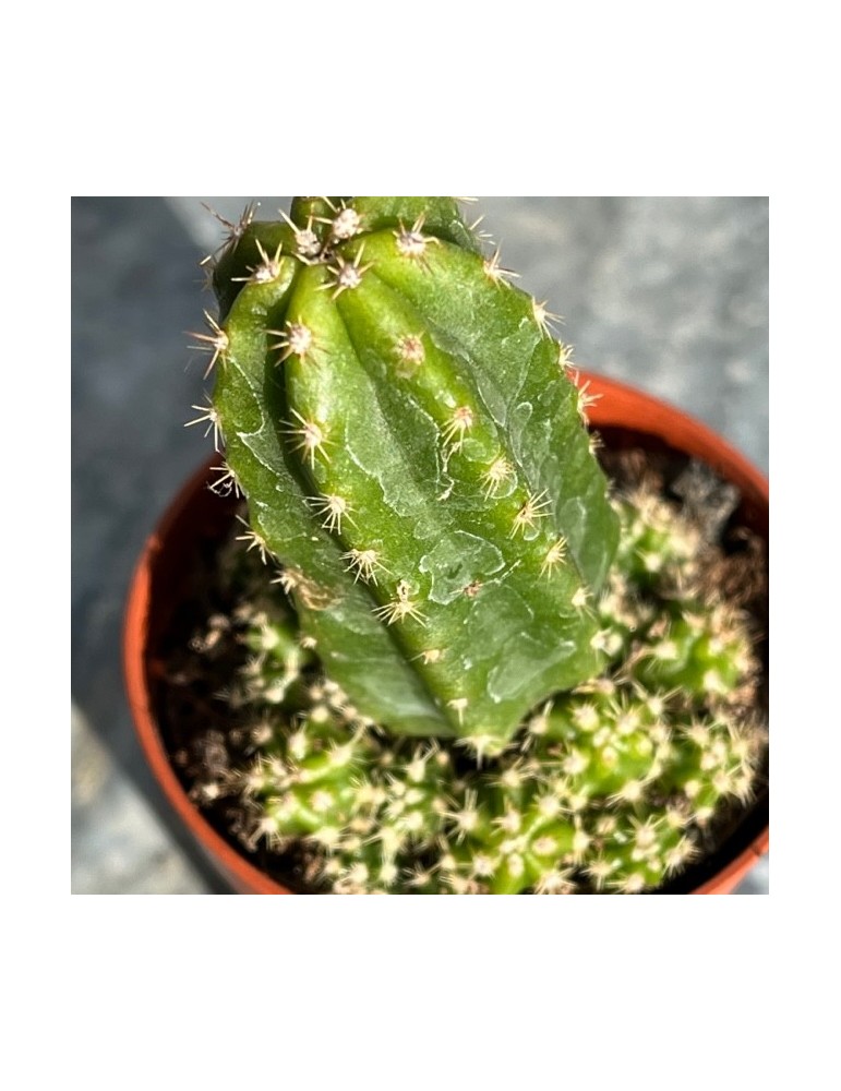 ECHINOCEREUS gentryi